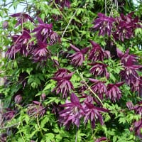 Klematis 'Purple Surprice', blomma