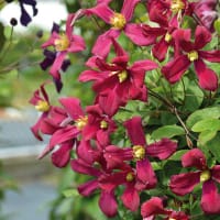Klematis 'Strawberry Fields', blomma