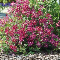 Klematis 'Strawberry Fields', blomma