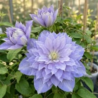 Klematis 'Veronicas Choice'