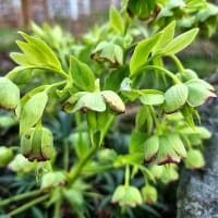 Klockjulros, Helleborus foetidus