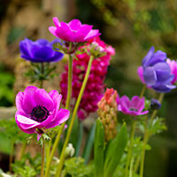 Knöl till Bukettanemon mix av De Caen-sorter - IB