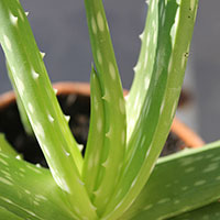 Krukväxt, Aloe