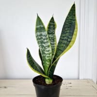 Svärmors tunga 'Futura Superba'