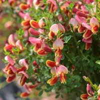 Praktginst 'Maria Burkwood'