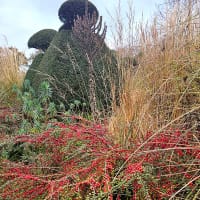 Lingonoxbär i plantering