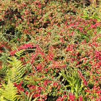 Lingonoxbär i plantering