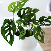 Liten monstera ’Monkey Mask’