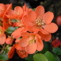 Lite rosenkvitten 'Cido', blommor