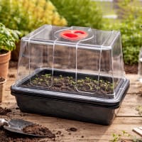 Litet miniväxthus med tråg med och utan hål och hög kupa