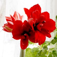 Amaryllis 'Cherry Nymph' - Wexthuset