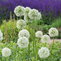 Allium Mount Everest - IB