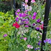 En mix av olika sorters luktärtor