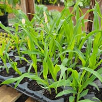 förodling frösådder