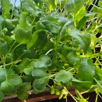 skördeklara mikroblad av rädisa