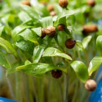 Mikroblad Koriander, ekologisk