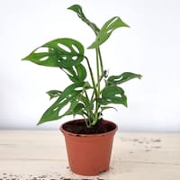 Liten monstera ’Monkey Mask’