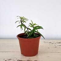 Murgröna 'Sagittifolia'