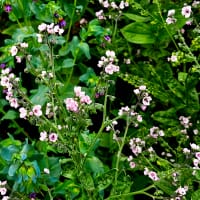 Kinesisk förgätmigej, Mystery Rose