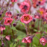 Trädgårdsnejlikrot 'Pink Petticoats'