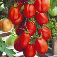 tomatplanta oxhjärtstomat corazon