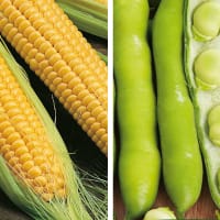 Partnerplantor - Bönor och majs, ekologisk