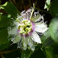 Passionsblomma