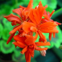 Kaktusblommande pelargon 'Tangerine'