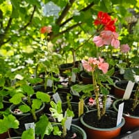 Paket med pelargonsticklingar