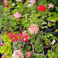 Pelargonsticklingar paket