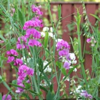 Rosenvial, perenn luktärt