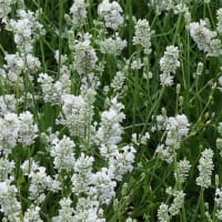 Lavendel 'Edelweiss'