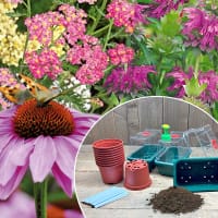 Ett komplett odlingspaket för perenner