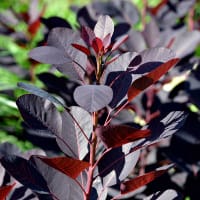 Perukbuska 'Royal Purple'