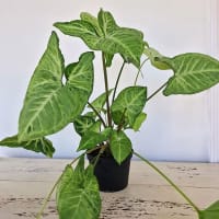 Pilspetsranka 'White Butterfly'