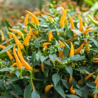 Planta chili 'Volante Mild Orange'