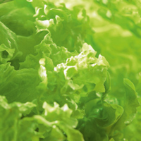 Ekologiskt frö till Plocksallad - Bionda a Foglia Riccia