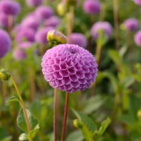Knöl till Pompondahlia 'Franz Kafka'