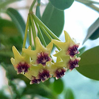 Porslinsblomma, Hoya cummingiana