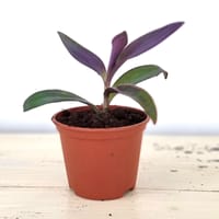 PurpurbladTadescantia pallida