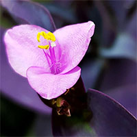 PurpurbladTadescantia pallida