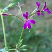 Pelargonium 'Deerwood Lavender Lad'