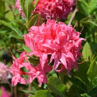Rhododendron 'Homebush' (Ghent-azalea / Knap Hill)