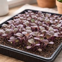 Mikroblad av rödkål i odlingstråg