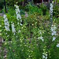 Romersk riddarsporre White King