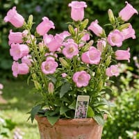 Mariaklocka rosa 