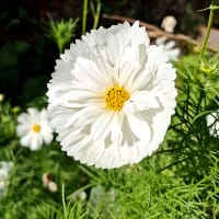 Rosenskära Cupcakes White