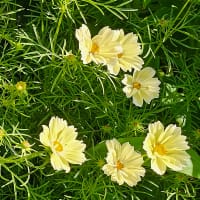 Cosmos, Rosenskära 'Xanthos' med gula blommor