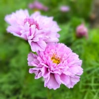 Rosenskära, rosa dubbel, Double Dutch Rose