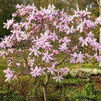 Stjärnmagnolia 'Rosea'